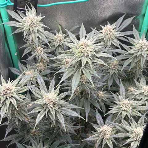 Dark Phoenix growlog timeline photo