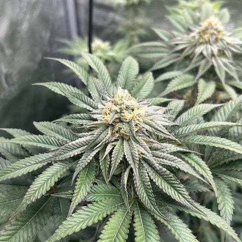 Lemon Orange 🍊 Super Lemon Haze x Clementine growlog timeline photo