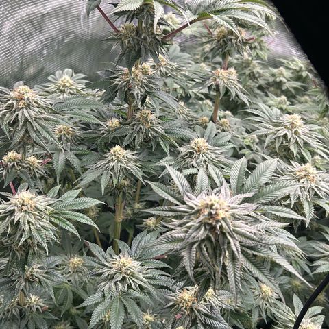 Lemon Orange 🍊 Super Lemon Haze x Clementine growlog timeline photo