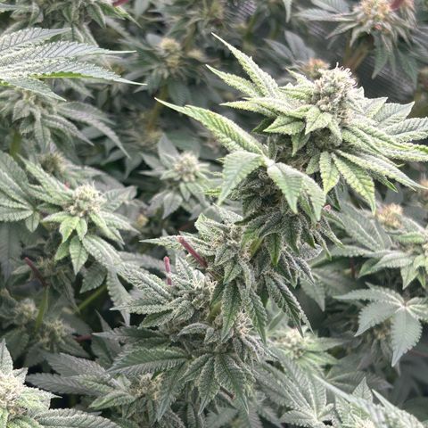 Persian Pie growlog timeline photo