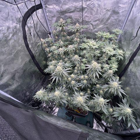 Persian Pie growlog timeline photo