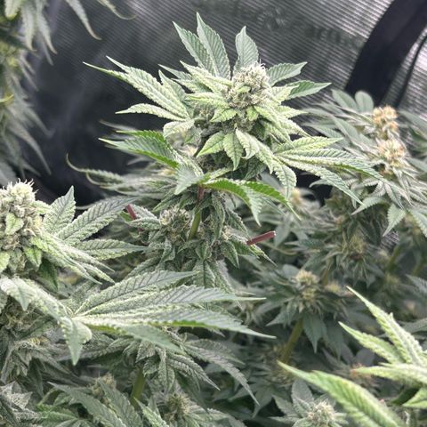 Persian Pie growlog timeline photo