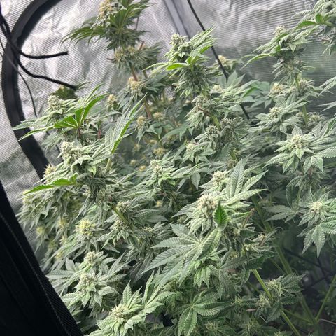 Persian Pie growlog timeline photo