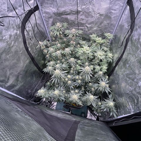 Persian Pie growlog timeline photo