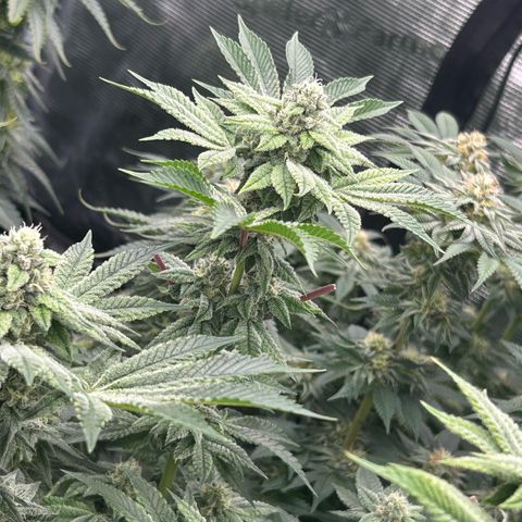 Persian Pie growlog timeline photo