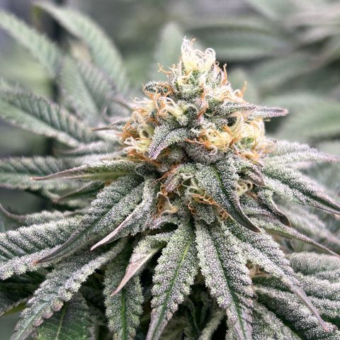 Lemon Orange 🍊 Super Lemon Haze x Clementine growlog timeline photo