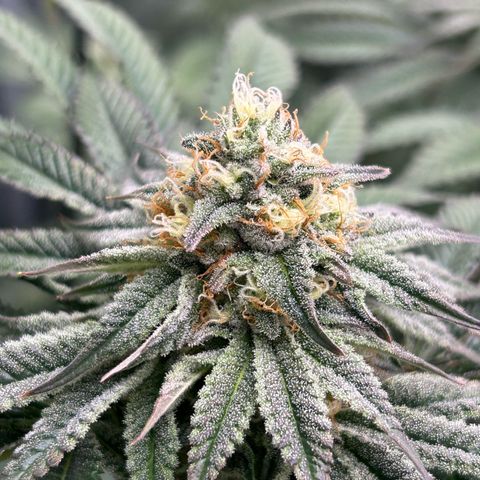 Lemon Orange 🍊 Super Lemon Haze x Clementine growlog timeline photo