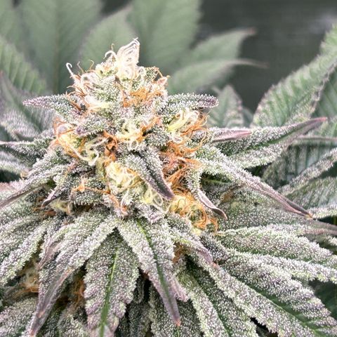 Lemon Orange 🍊 Super Lemon Haze x Clementine growlog timeline photo