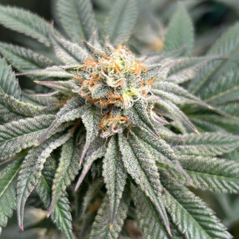 Lemon Orange 🍊 Super Lemon Haze x Clementine growlog timeline photo