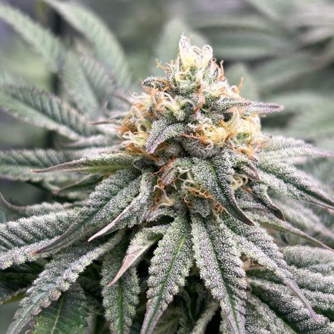Lemon Orange 🍊 Super Lemon Haze x Clementine growlog timeline photo