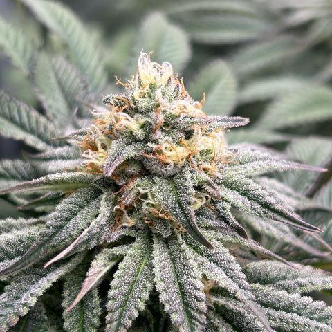 Lemon Orange 🍊 Super Lemon Haze x Clementine growlog timeline photo