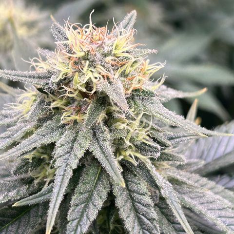 White Gorilla Haze #2 growlog timeline photo