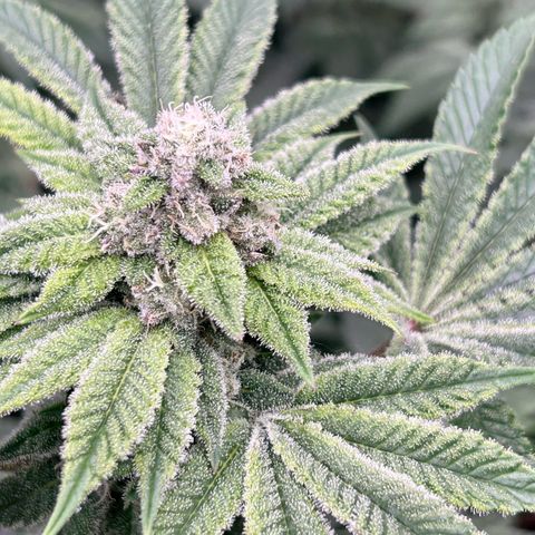 Persian Pie growlog timeline photo