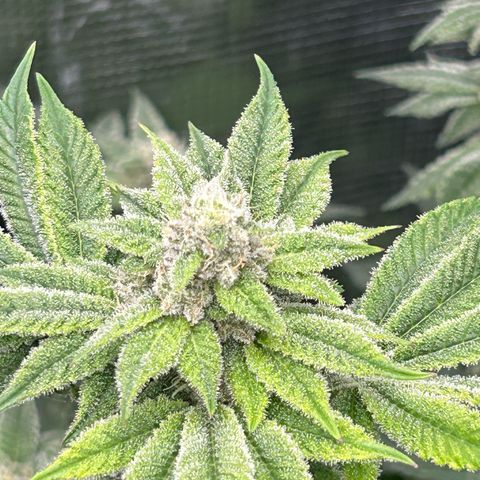Persian Pie growlog timeline photo