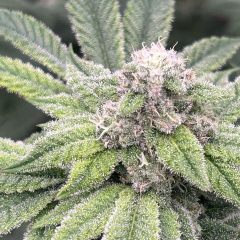 Persian Pie growlog timeline photo