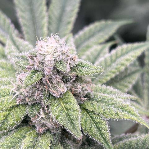 Persian Pie growlog timeline photo