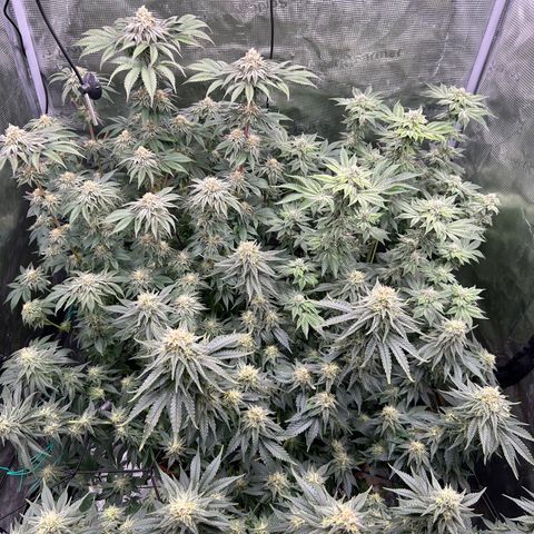 White Gorilla Haze #2 growlog timeline photo