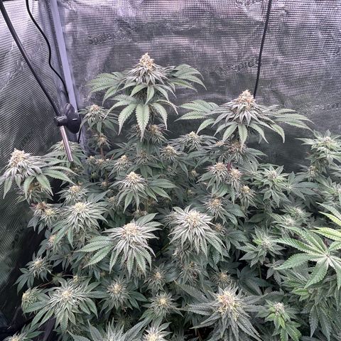Lemon Orange 🍊 Super Lemon Haze x Clementine growlog timeline photo