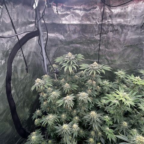 Lemon Orange 🍊 Super Lemon Haze x Clementine growlog timeline photo