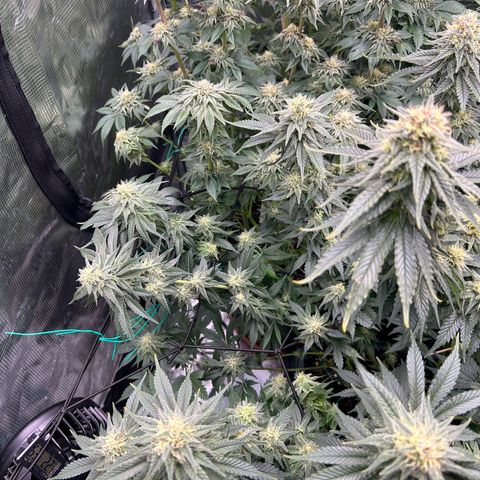 White Gorilla Haze #2 growlog timeline photo