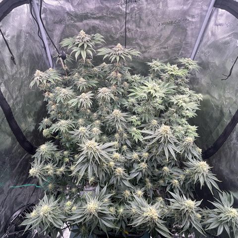 Lemon Orange 🍊 Super Lemon Haze x Clementine growlog timeline photo