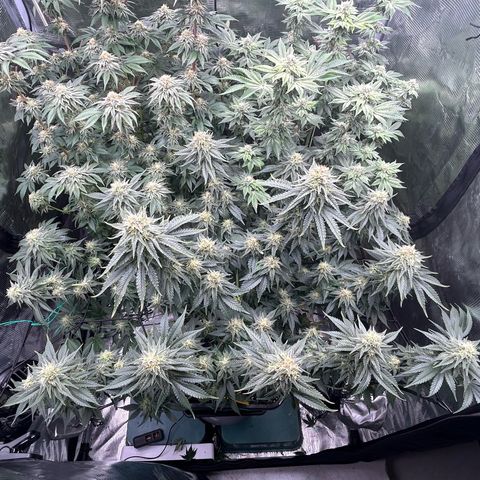 White Gorilla Haze #2 growlog timeline photo