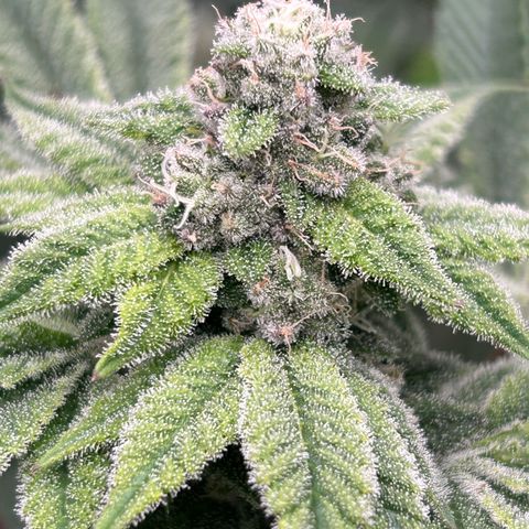 Persian Pie growlog timeline photo