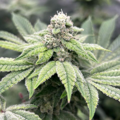 Persian Pie growlog timeline photo