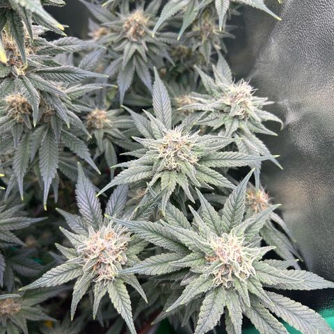 Dark Phoenix growlog timeline photo