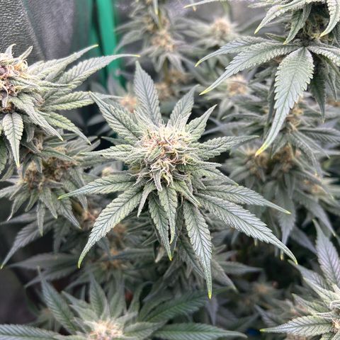 Dark Phoenix growlog timeline photo