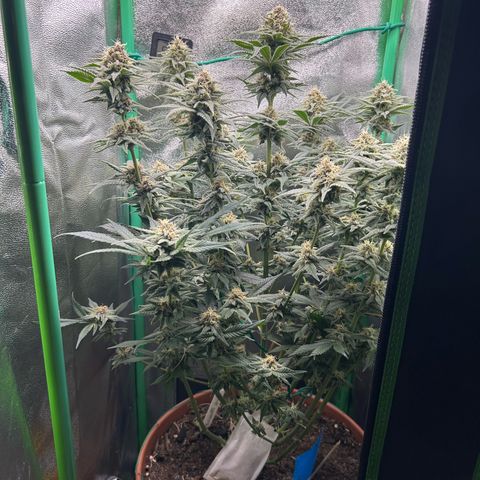 Dark Phoenix growlog timeline photo
