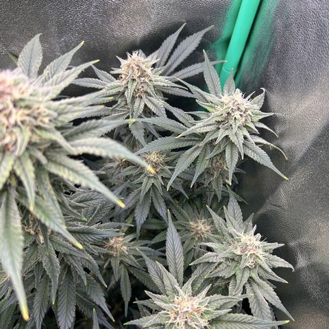 Dark Phoenix growlog timeline photo