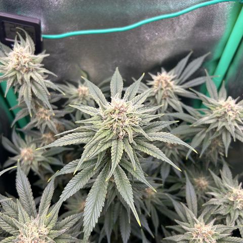 Dark Phoenix growlog timeline photo