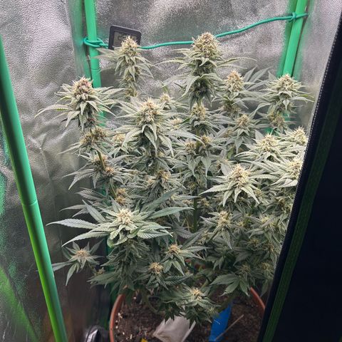 Dark Phoenix growlog timeline photo