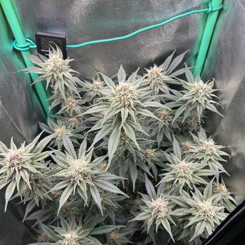 Dark Phoenix growlog timeline photo