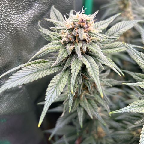 Dark Phoenix growlog timeline photo