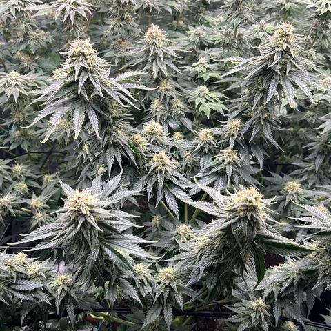 White Gorilla Haze #2 growlog timeline photo
