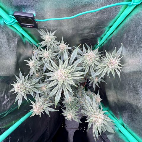 Dark Phoenix growlog timeline photo
