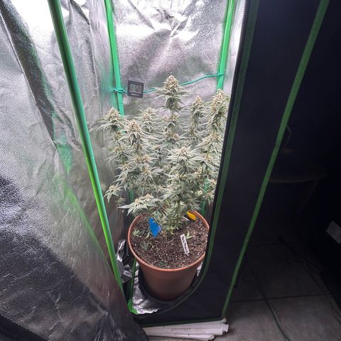 Dark Phoenix growlog timeline photo
