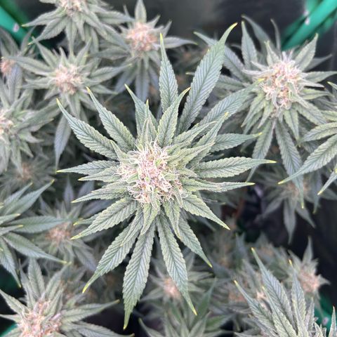Dark Phoenix growlog timeline photo