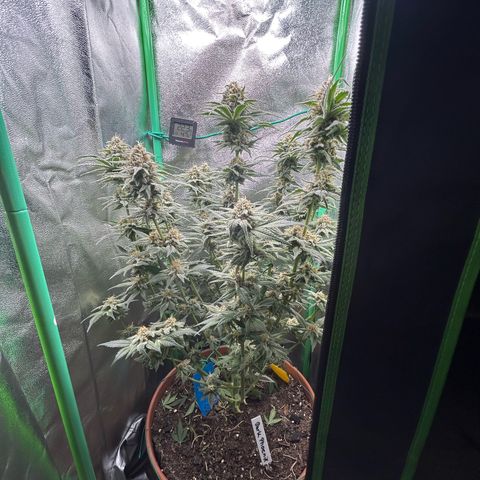 Dark Phoenix growlog timeline photo