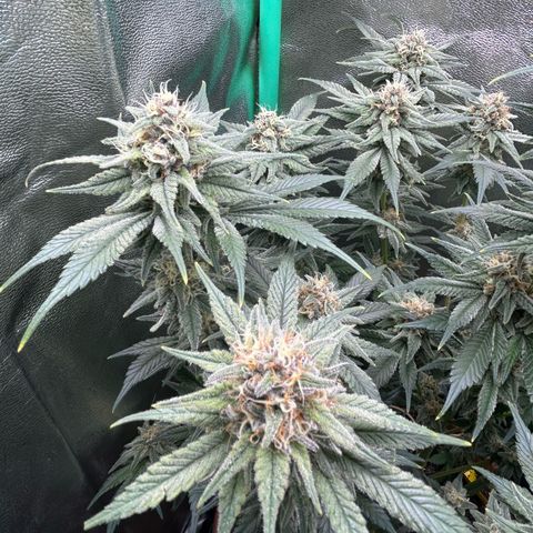 Dark Phoenix growlog timeline photo