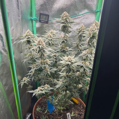 Dark Phoenix growlog timeline photo