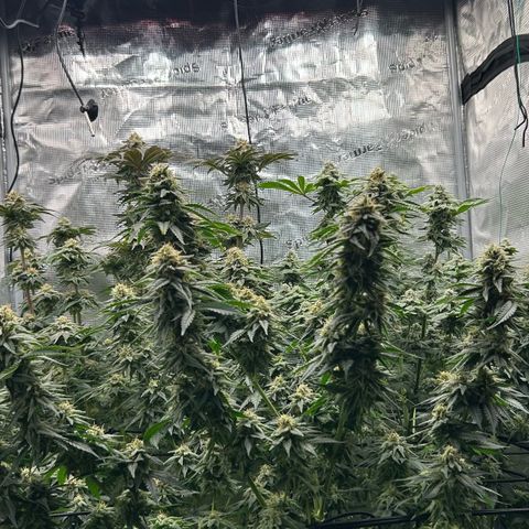 White Gorilla Haze #2 growlog timeline photo
