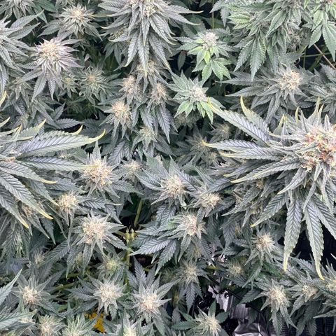 White Gorilla Haze #2 growlog timeline photo