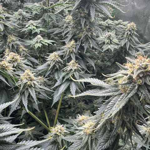 White Gorilla Haze #2 growlog timeline photo