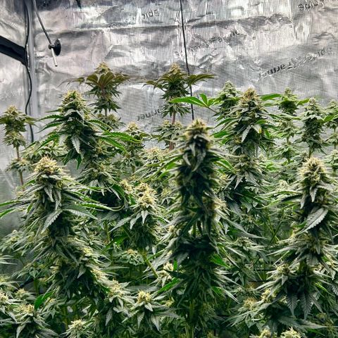 White Gorilla Haze #2 growlog timeline photo