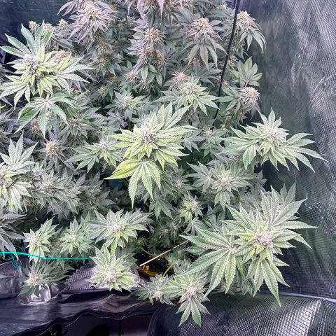 Lemon Orange 🍊 Super Lemon Haze x Clementine growlog timeline photo