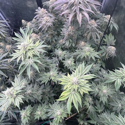 Lemon Orange 🍊 Super Lemon Haze x Clementine growlog timeline photo