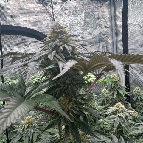 Lemon Orange 🍊 Super Lemon Haze x Clementine growlog timeline photo